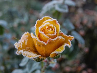 A Frosted Rose Flower