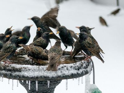 Birds In A Heated Bird Bath In The Snowy Season