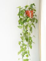 Pothos Vines Growing From A Hanging Basket