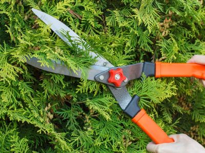 Pruning Of Evergreen Plants