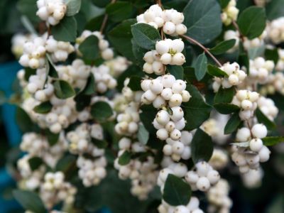 Plants With White Berries