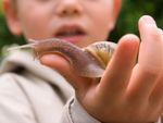 Child Holding A Snail
