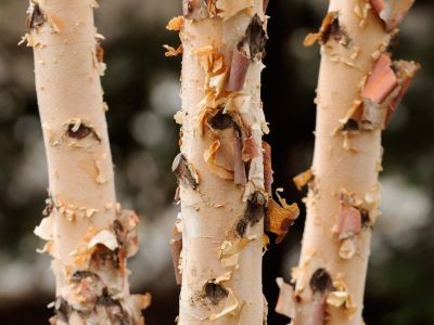 Peeling Bark On Birch Trees