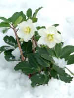 White Christmas Rose Plants And Snow Covered Ground