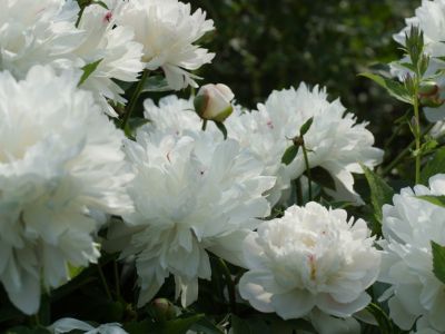 White Perennial Flowers