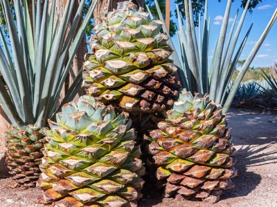 Growing Blue Agave Syrup - How To Grow And Harvest Blue Agave Nectar