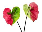 Red-Green Heart Shaped Plants