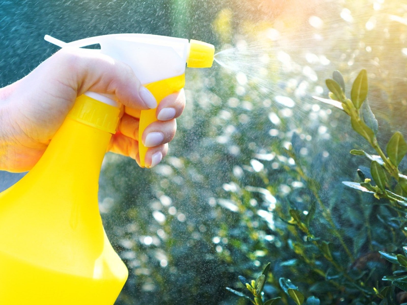 A hand spraying a plant with a yellow bottle