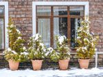 Snow Falling On Potted Trees
