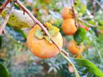 Persimmons Tree Full Of Fruit