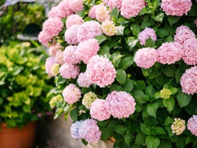 Choosing A Pink Hydrangea Bush - Varieties Of Pink Hydrangea
