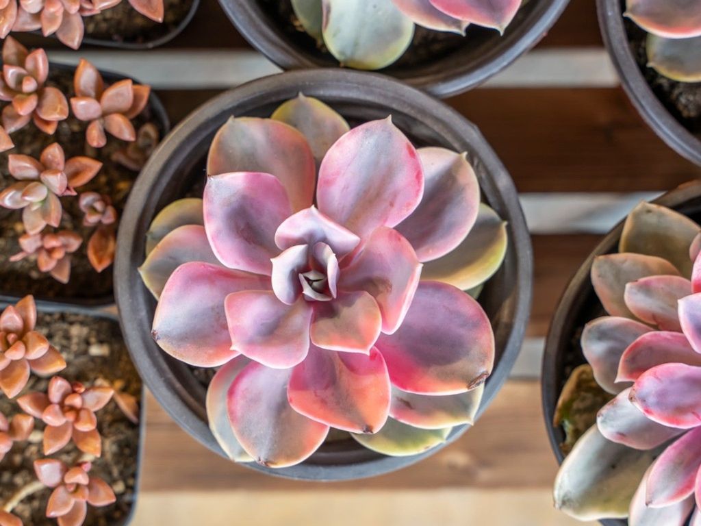 Overhead view of a pink succulent in a pot