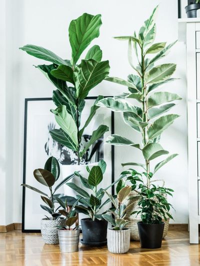Large Potted Indoor Ficus Trees
