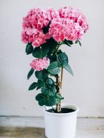 Potted Pink Hydrangea Tree