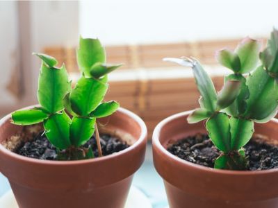 How to Propagate Easter Cactus? 