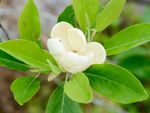 White Sweetbay Magnolia Flower On Tree