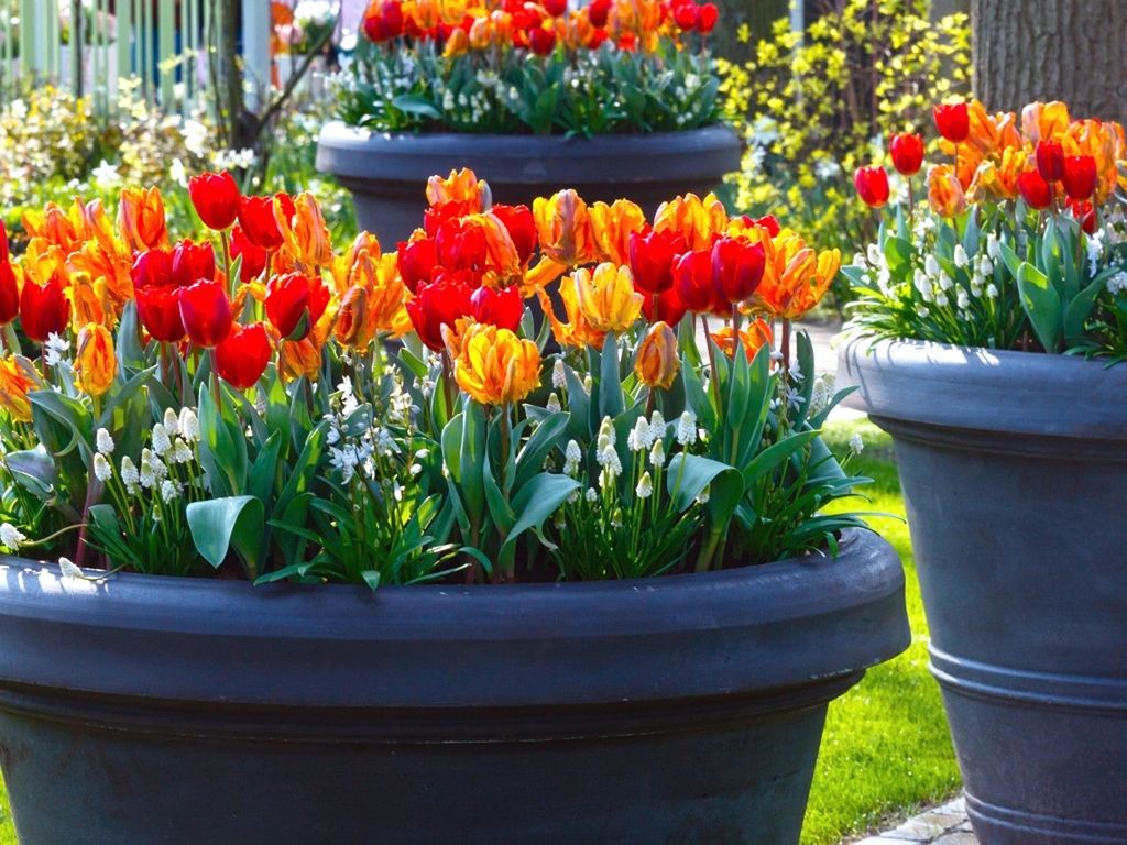 Tulips growing in containers