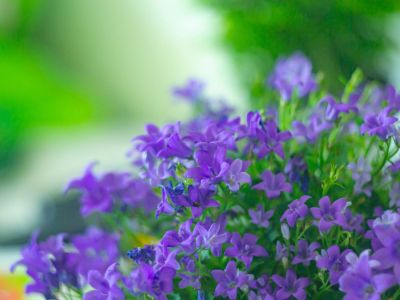 Purple Sapphire Flower Plant