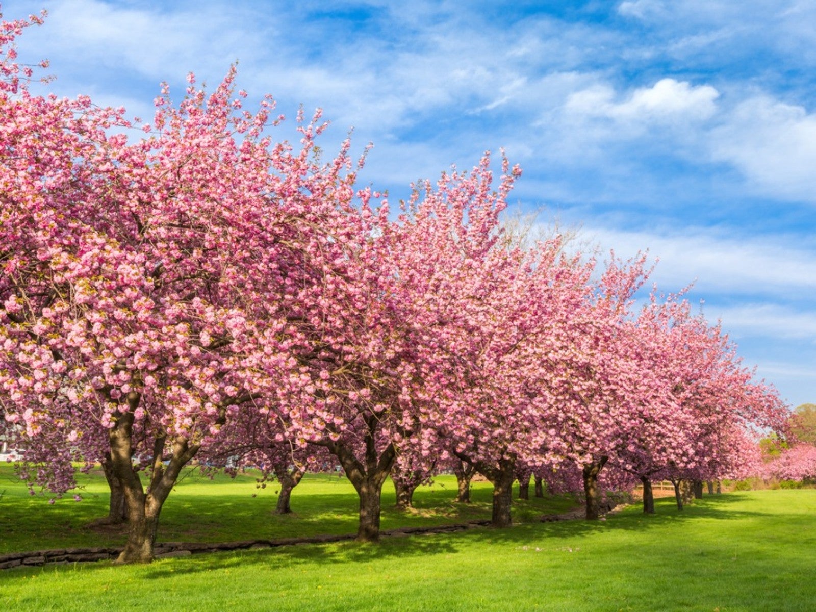 beautiful trees that bloom pink flowers - pink flowering trees