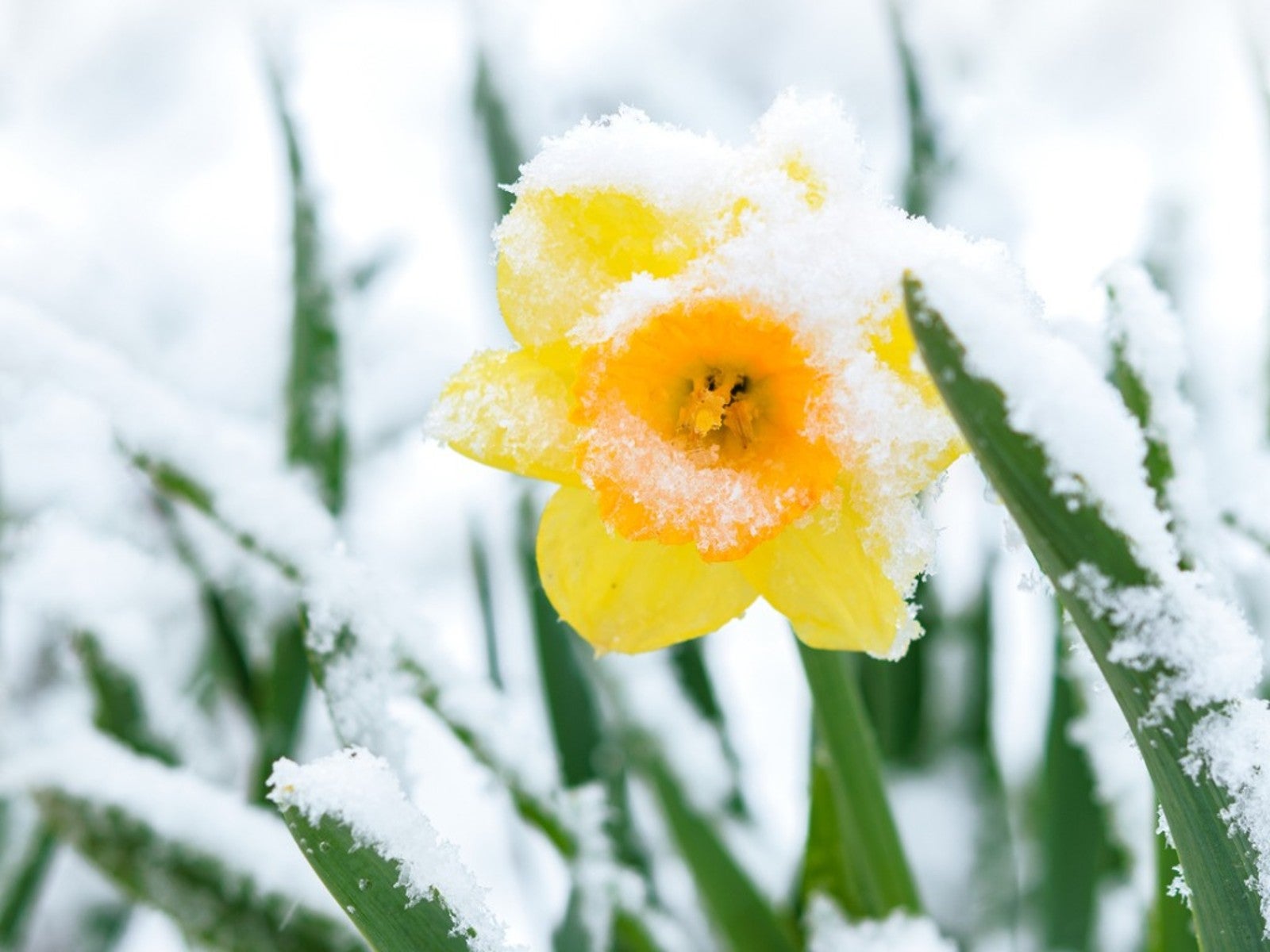 At What Temperature Will Frost Harm Plants 