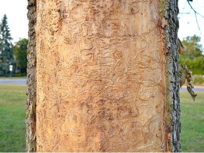 Marks On Tree Bark From Ash Borer Insects