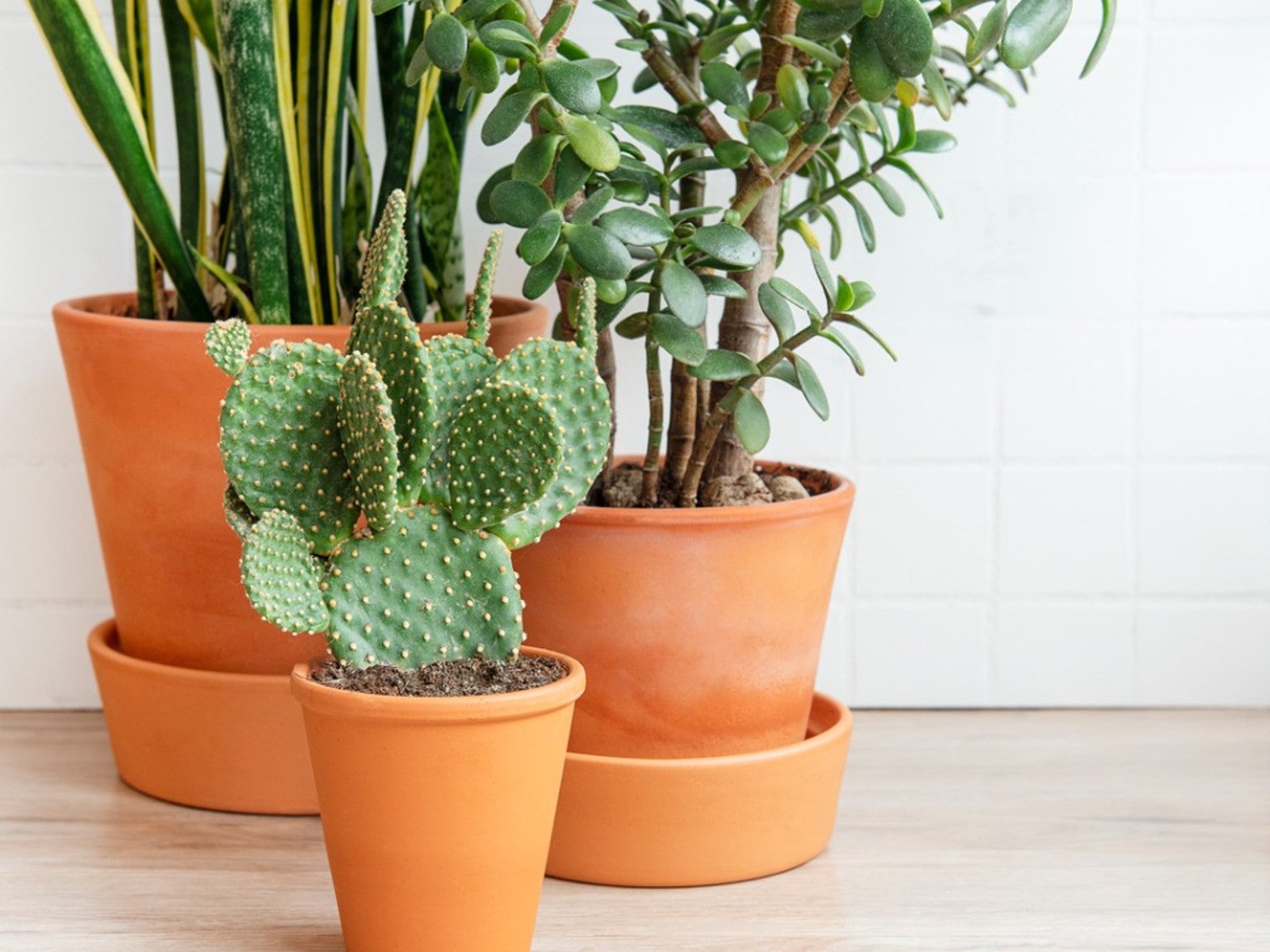 Houseplants For Low Humidity - Types Of Indoor Plants For Low Humidity