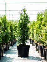 Nursery Of Potted Conifer Trees
