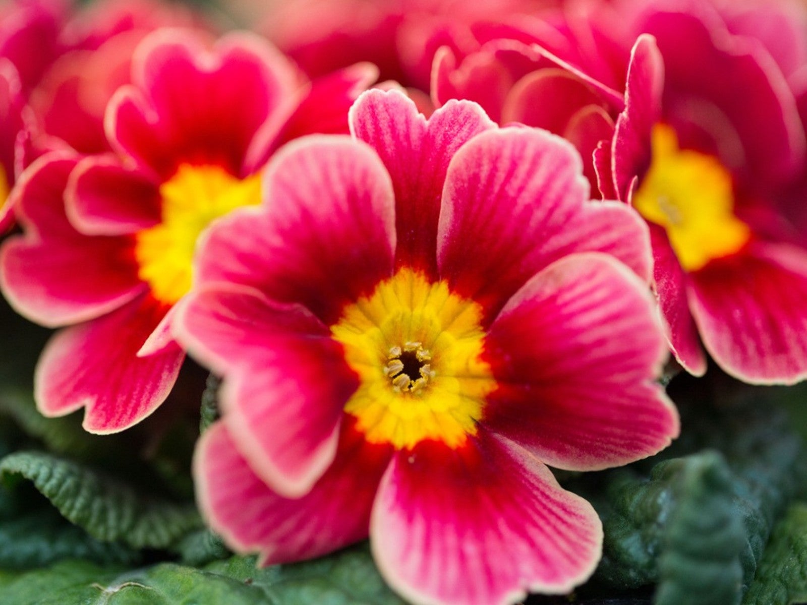 Caring For Primrose Plants How To Grow And Care For Primrose