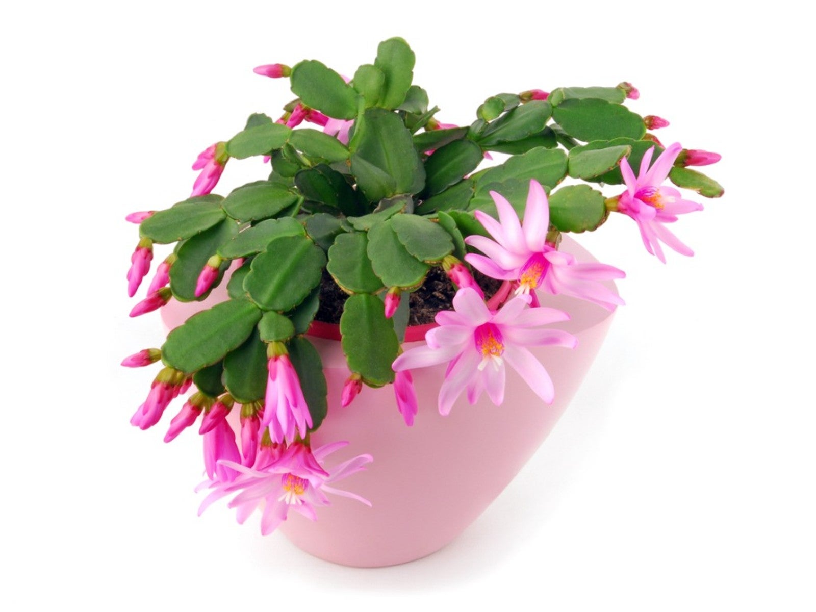 easter cactus leaves falling off and other common problems