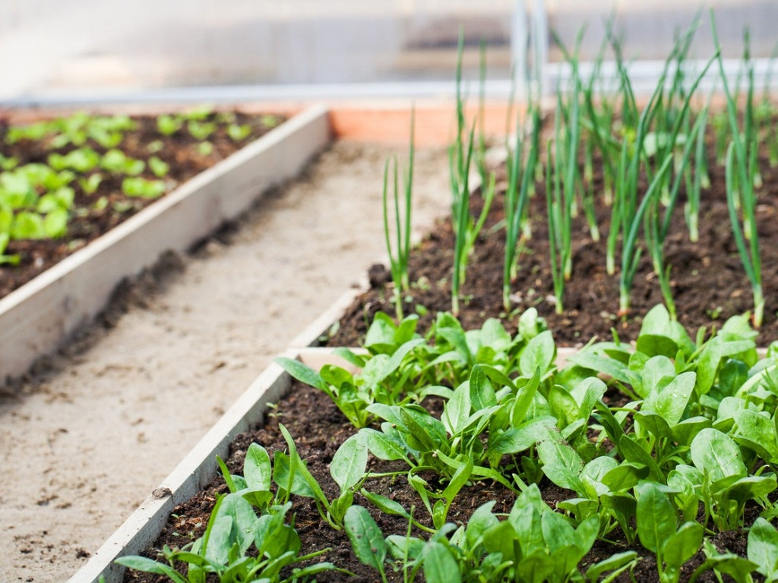 Best Companion Plants For Spinach
