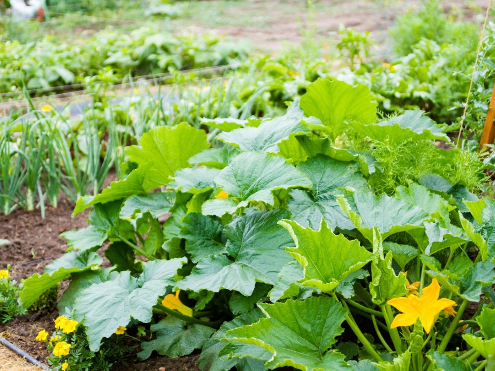 Image of Butternut squash and nasturtiums companion planting