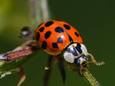 Ladybug on Tip of Leaf