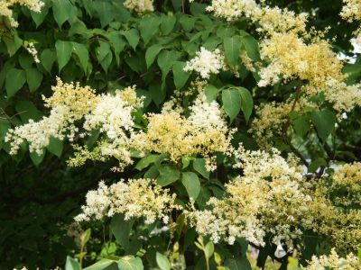 A Flowering Japanese Lilac Tree