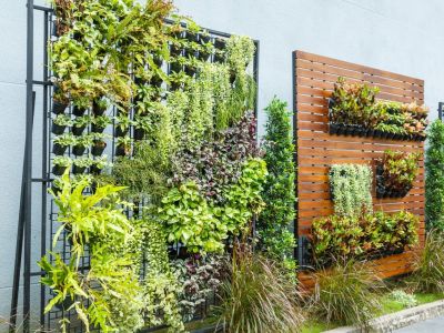 Green living walls with succulents