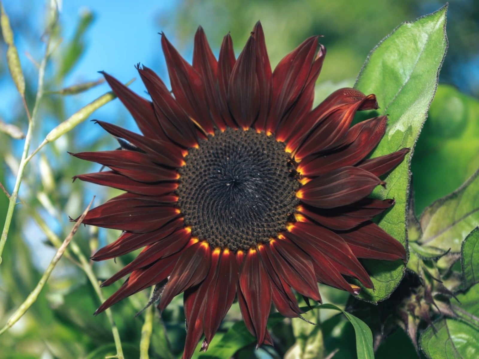 Dark Colored Sunflowers To Grow In Your Garden