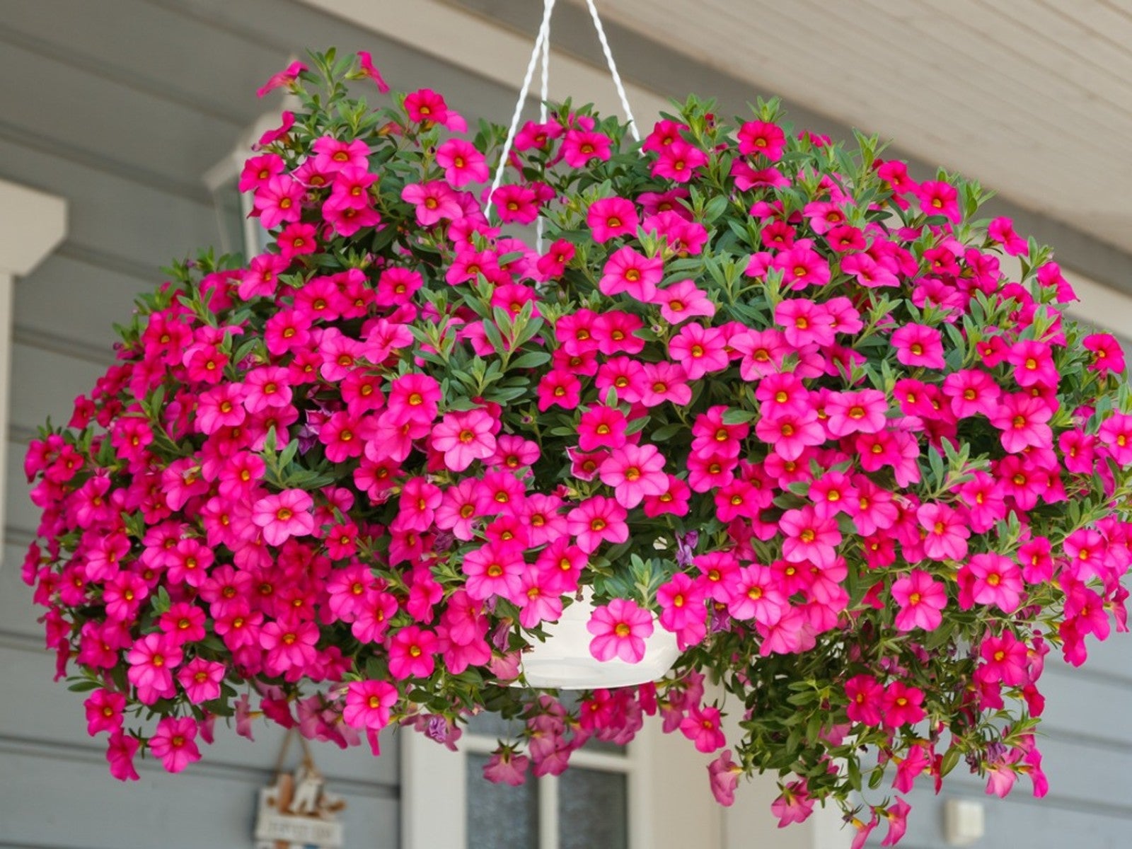 Best Plants for Hanging Baskets Full Sun: Vibrant Blooms All Summer