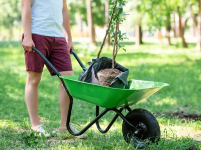Tips For Summer Planting Trees