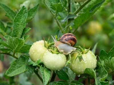 Snail On Tomato Plant