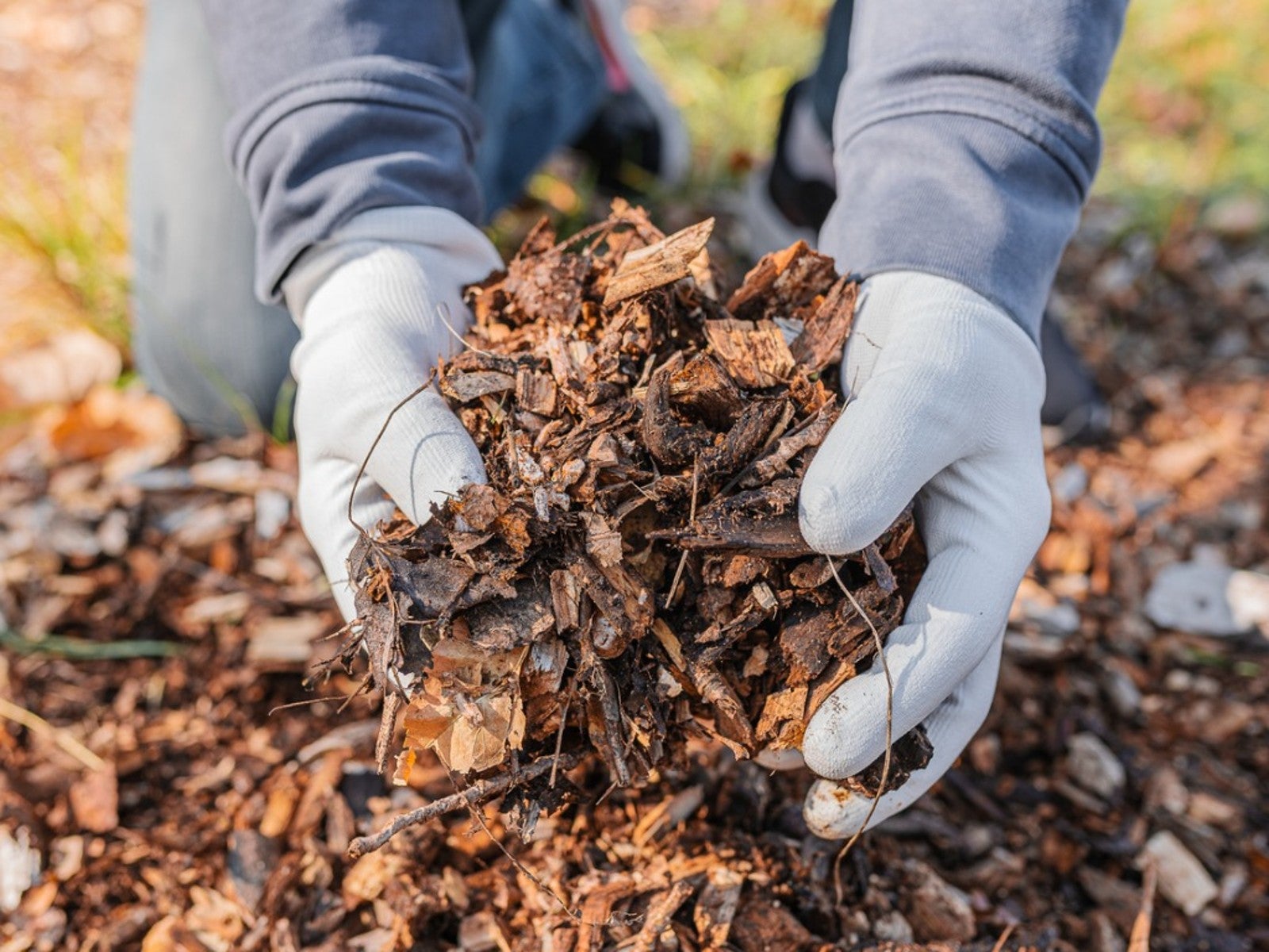 Tips & Information about Mulch - Gardening Know How