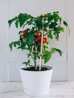 Indoor Container Grown Tomato Plant