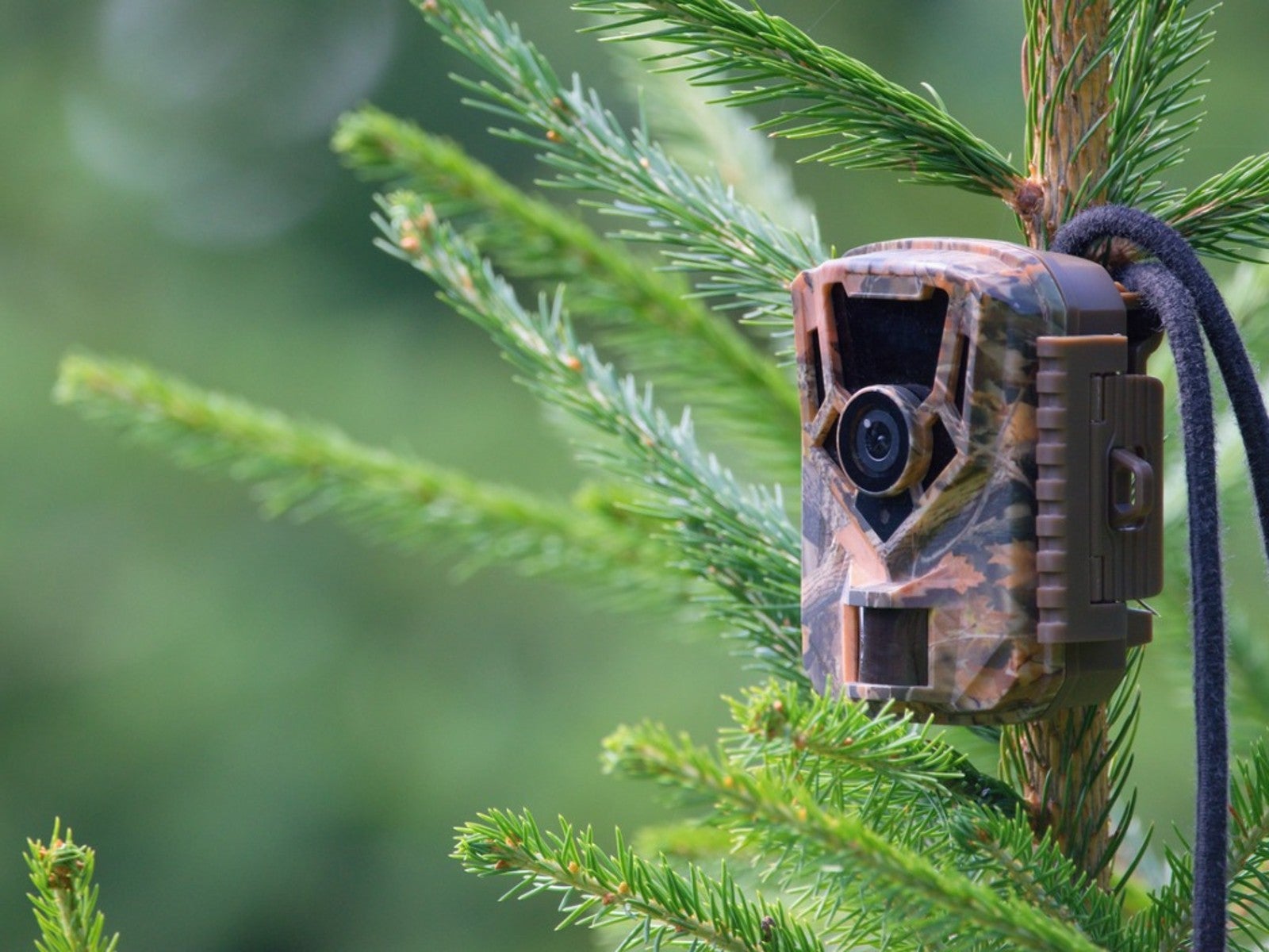 bewonderen Heerlijk Specificiteit How To Set Up A Trail Camera For Backyard Wildlife