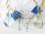 A scientist in gloves studies plants in beakers