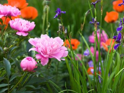 Peonies, irises, and poppies growing in a garden