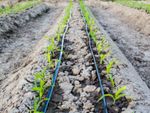 Drip irrigation lines running through rows of corn seedlings