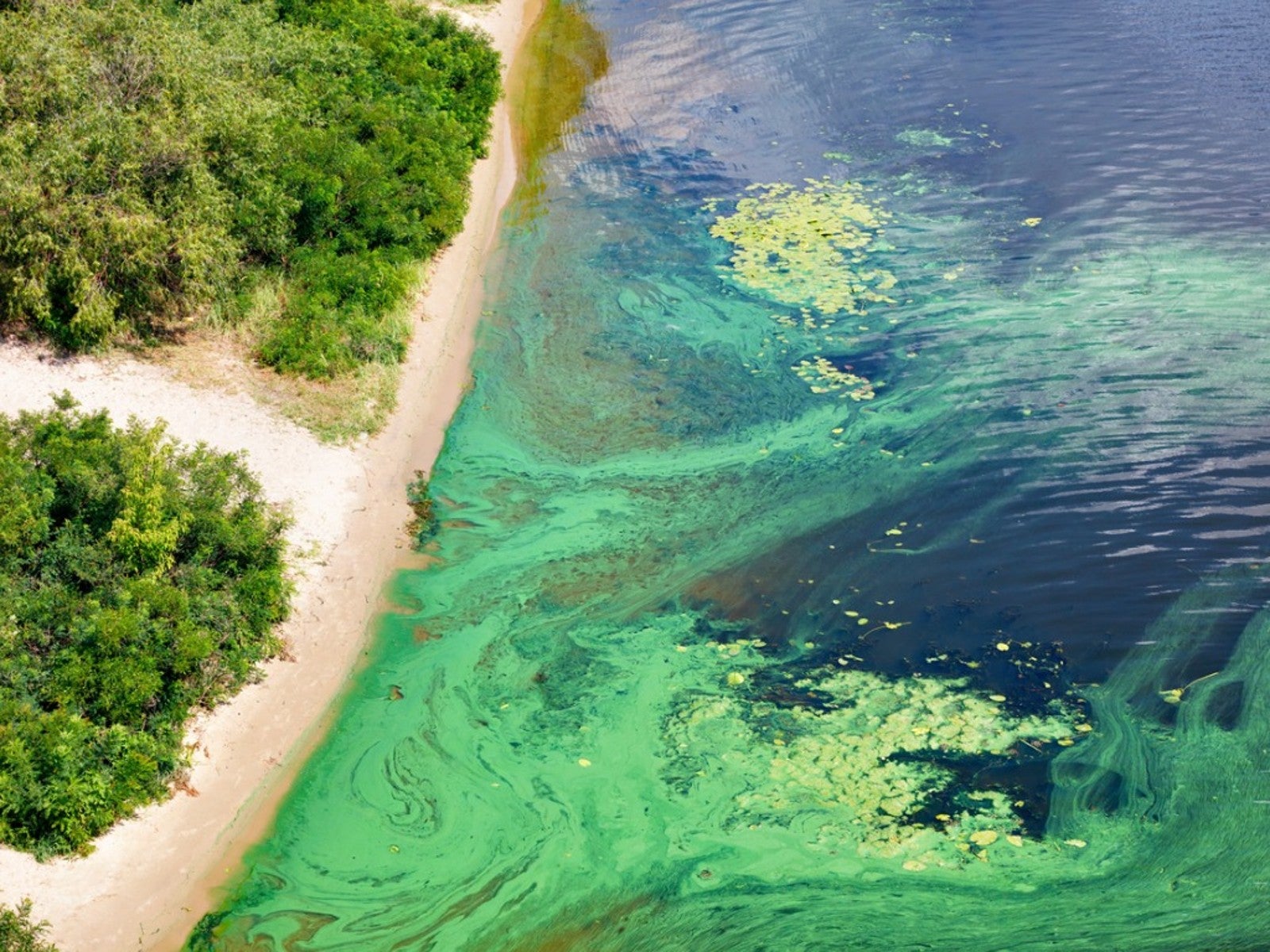 algae bloom off the coast