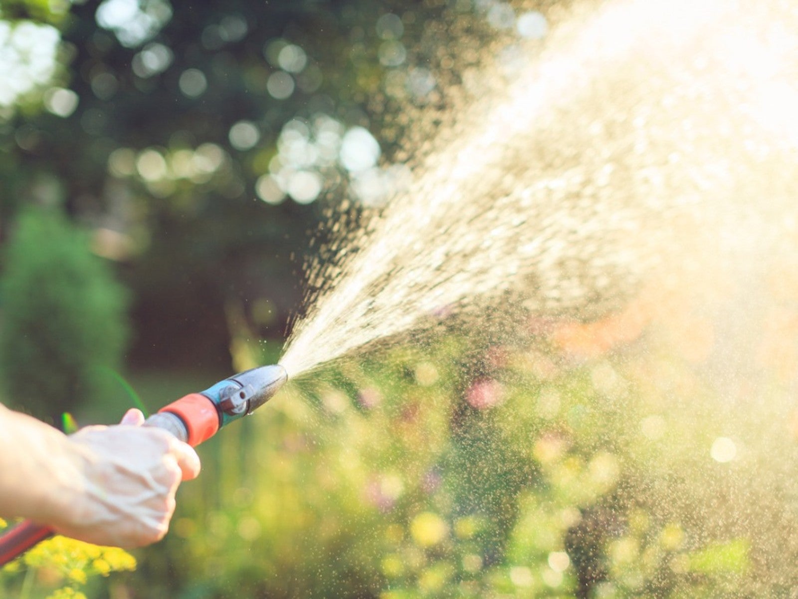 Gardener watering with a hose