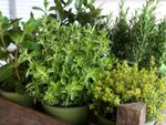 Culinary herbs in small containers