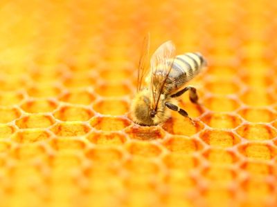 A honeybee crawls inside its honeycomb