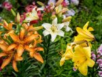 Colorful Lily Flowers In The Garden