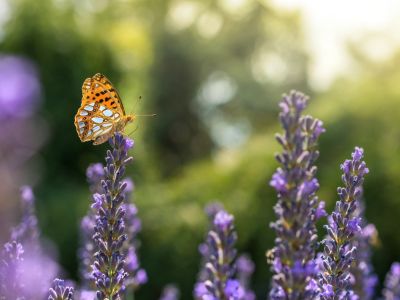 An orange and white butterfly sits on top of one of several lavender flower spikes